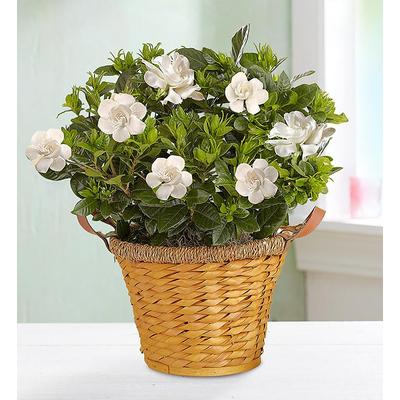 1-800-Flowers Plant Delivery Blooming Gardenia Plant In Basket Medium | Happiness Delivered To Their Door