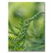 Trademark Fine Art 'Fern' by Lois Bryan Photographic Print on Canvas in Green | 24 H x 18 W x 2 D in | Wayfair LBr0154-C1824GG