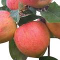 Dwarf Patio Fruit Tree- Apple- Variety James Grieve - Approx 75cm Tall -