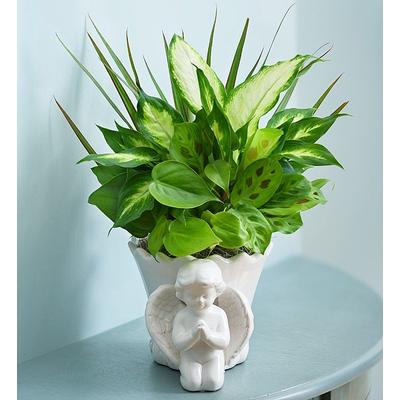 1-800-Flowers Plant Delivery Praying Angel Dish Garden | Happiness Delivered To Their Door