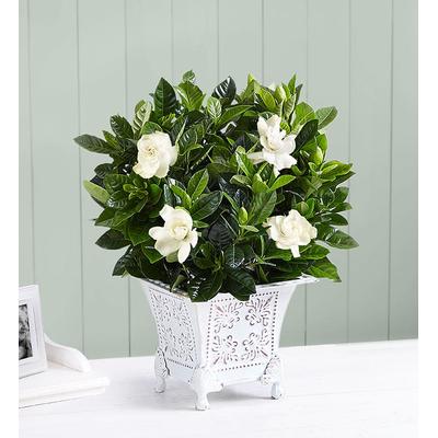 1-800-Flowers Everyday Gift Delivery Grand Gardeni...