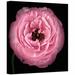 ArtWall ' I' by Cora Niele Photographic Print on Wrapped Canvas in Pink | 18 H x 18 W x 2 D in | Wayfair Cniele-059-18x18-w
