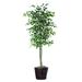 Vickerman 25213 - 6' Variegated Ficus Tree (TEC0260) Ficus Home Office Tree