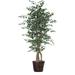 Vickerman 26207 - 6' Variegated Ficus Executive (TEX0260) Ficus Home Office Tree