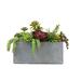 Dalmarko Designs Succulent in Planter | 16 H x 19 W x 12 D in | Wayfair c141