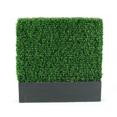 Outdoor Boxwood Hedge - 4' - Fro...
