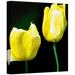 ArtWall 'Yellow Tulips' by Herb Dickinson Graphic Art on Wrapped Canvas in Black/Yellow | 14 H x 14 W x 2 D in | Wayfair 0dic170a1414w