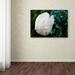 Trademark Fine Art "White Parrot Tulip II" by Kurt Shaffer Photographic Print on Wrapped Canvas in White/Black | 35 H x 47 W x 2 D in | Wayfair