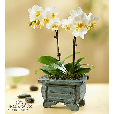 1-800-Flowers Plant Delivery Rustic White Orchid Garden Small Plant | Happiness Delivered To Their Door