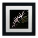 Trademark Fine Art 'Spider Orchid & Owl Eye' by Kurt Shaffer Framed Photographic Print Canvas | 11 H x 11 W x 0.5 D in | Wayfair KS115-B1111MF