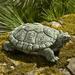 Campania International My Pet Turtle Statue Concrete, Copper in Green | 1.75 H x 4.5 W x 3.25 D in | Wayfair A-421-VE