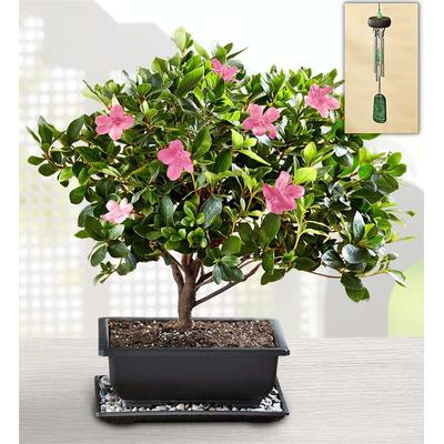 1-800-Flowers Plant Delivery Azalea Bonsai Large Plant W/ Windchime | Happiness Delivered To Their Door