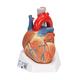 3B Scientific Menschliche Anatomie - Herzmodell, 7-teilig + kostenlose Anatomie App - 3B Smart Anatomy, VD253