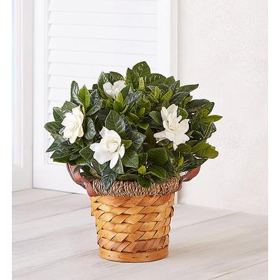 1-800-Flowers Plant Delivery Blooming Gardenia Plant In Basket Small | Happiness Delivered To Their Door