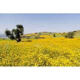 Flower Field Niger seed Semien Mountains Ethiopia Poster Print by Martin Zwick (38 x 25)