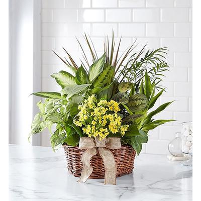 1-800-Flowers Everyday Gift Delivery European Dish Garden Medium
