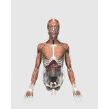 Medical illustration of upper human torso with muscles lymphatic system and digestive organs Poster Print (12 x 16)