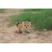 Hi-Line Gift Ltd. Baby Cheetah Statue in Brown | 6.5 H x 5.75 W x 10.5 D in | Wayfair 87712-A