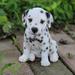 Hi-Line Gift Ltd. Dalmatian Puppy Statue in White | 6.5 H x 4.5 W x 5.75 D in | Wayfair 87771-Z