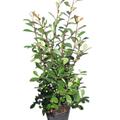 Photinia Fraseri- Red Robin -Large Plants Approx 120cm Tall, Pot Grown in a 10 Litre Pot