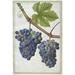 Le Moyne: Grape Vine C1585. /N Grape-Vine. Watercolor Jacques Le Moyne De Morgues C1585. Poster Print by (24 x 36)