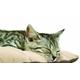 'Petlife Flectabed Thermal Bedding F Size 4 Cream 127 x 76 (50 x 30)