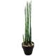 Euro Palms 82530580 Aloe Gigante, Eva, 80 cm, grün