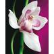 Unbekannt Poster 40 x 50 cm Orchidee/Orchid/Orchidee Amélie Vuillon