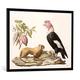 Gerahmtes Bild von Friedrich Alexander Humboldt "Lion monkey and condor, native to Chile or Ecuador, from 'Le Costume Ancien et Moderne', Volume II, plate 1, by Jules Ferrario,", Kunstdruck im hochwertigen handgefertigten Bilder-Rahmen, 100x70 cm,...