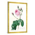 Gerahmtes Bild von Pierre Joseph Redouté "Rosa Centifolia Bullata", Kunstdruck im hochwertigen handgefertigten Bilder-Rahmen, 70x100 cm, Gold raya