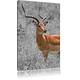 Pixxprint LFs7891_100x70 prächtige Dorkasgazelle im Wildgras fertig gerahmt mit Keilrahmen Kunstdruck Kein Poster Oder Plakat auf Leinwand, 100 x 70 cm, Schwarz/weiß