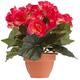 MICA Decorations 977001 Blumen, Begonia, rosa