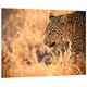 Pixxprint HBVs_2652_80x60 prächtiger Leopard in der Sonne MDF-Holzbild im Bretterlook Wanddekoration, bunt, 80 x 60 x 2 cm