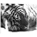 Pixxprint Verschlafener prächtiger Tiger schwarz/weiß, MDF-Holzbild im Bretterlook Format: 80x60cm, Wanddekoration