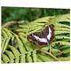 Pixxprint HBVs_1401_80x60 schöner Schmetterling auf Farnblatt MDF-Holzbild im Bretterlook Wanddekoration, Bunt, 80 x 60 x 2 cm