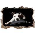 Pixxprint 3D_WD_S2193_62x42 Dark niedlicher American Staffordshire Wanddurchbruch 3D Wandtattoo, Vinyl, bunt, 62 x 42 x 0,02 cm