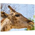 Pixxprint HBVs_1834_80x60 riesige Giraffe Beim Essen MDF-Holzbild im Bretterlook Wanddekoration, Bunt, 80 x 60 x 2 cm