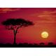 Unbekannt Neue imagesaffiche 50 x 70 cm Migration von Gnuherde, Masai Mara, Kenia/Wildebeest Migration, Masai Mara, Kenia/Wanderung der Gnus (Software), Masai Mara, Kenia