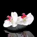 Pro-Art-Bilderpalette gla1340a White Orchid V Glas-Art, bunt, 30 x 30 x 1,30 cm
