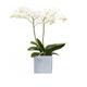 Dominik Blumen und Pflanzen, Zimmerpflanzen Orchidee, Phalaenopsis, weiß blühend, 2 triebig 1 Pflanze und 1 Scheurich Übertopf, grau / stone / weiß