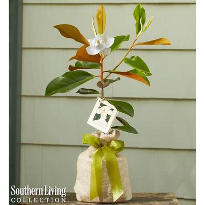 1-800-Flowers Everyday Gift Delivery Magnolia Tree Small | Happiness Delivered To Their Door