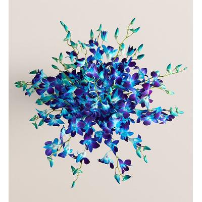1-800-Flowers Flower Delivery Ocean Breeze Orchids 20 Stems Bouquet Only | Happiness Delivered To Their Door
