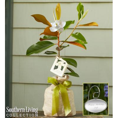 1-800-Flowers Everyday Gift Delivery Magnolia Tree Small W/ Plaque | Same Day Delivery Available