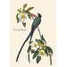 Buyenlarge Fork Tailed Flycatcher by John James Audubon Graphic Art in Gray/Green | 66 H x 44 W x 1.5 D in | Wayfair 0-587-03567-6C4466