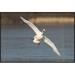 East Urban Home 'Mute Swan Flying, Kensington Metropark, Milford, Michigan' Framed Photographic Print in White | 24 H x 36 W x 1.5 D in | Wayfair