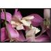 East Urban Home 'Orchid Mantis & Orchid Flower, Malaysia' Framed Photographic Print Canvas in Pink | 16 H x 24 W x 1.5 D in | Wayfair