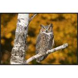 East Urban Home 'Great Horned Owl, Howell Nature Center, Michigan' Framed Photographic Print in White | 24 H x 36 W x 1.5 D in | Wayfair