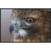 East Urban Home 'Red-Tailed Hawk, Howell Nature Center, Michigan' Framed Photographic Print in Brown | 16 H x 24 W x 1.5 D in | Wayfair