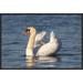 East Urban Home 'Mute Swan Swimming, Kensington Metropark, Milford, Michigan' Framed Photographic Print in Blue | 16 H x 24 W x 1.5 D in | Wayfair