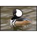 East Urban Home 'Hooded Merganser Male, Kellogg Bird Sanctuary, Michigan' Framed Photographic Print in Black/Gray | 20 H x 30 W x 1.5 D in | Wayfair